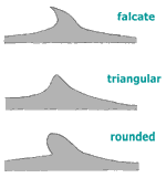 Different Types of Dorsal Fin