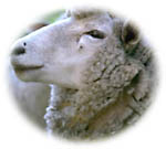 Sheep