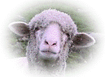 Sheep Head