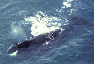 bowhead whale