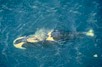 whale