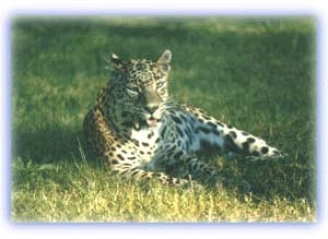 Leopard. Credit: Allen Matheson
