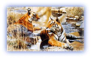 Tigers at the Corbett National Park, India. Credit: Karamjeet Singh