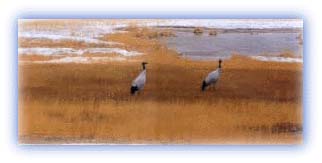 Rare black necked cranes. Credit: Discover India