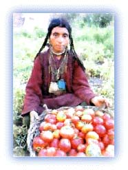 Freshly picked tomatoes in the Nubra valley. Credit: Discover India