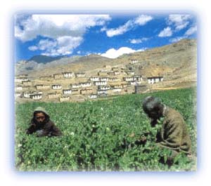 Farmers at work in a village in Spiti. Credit: Discover India