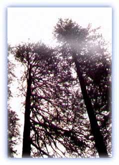 In the valleys tall trees compete for sunlight. Credit: Debangsu Sengupta