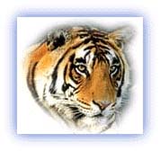 Panthera Tigris. Credit: Karamjeet Singh