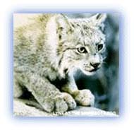 Lynx. Credit: Minnessota Zoo