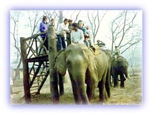 Elephant rides in the Royal Chitwan Park. Credit: Mahabir Pun