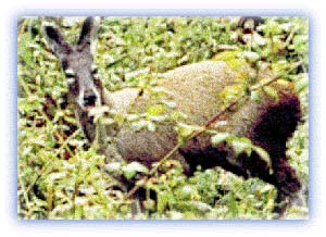 Musk Deer. Credit: Mahabir Pun