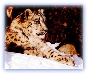 The elusive snow leopard. Credit: Rajesh Shrestha