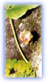 Cobra Lily - an apt name. Credit: Raj Shirole