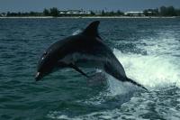 A Bottlenose Dolphin Porpoising