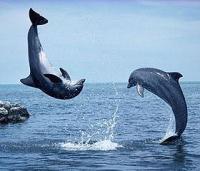 A Couple of Bottlenose Dolphin doing Somersaults
