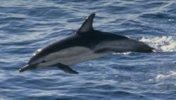 A Common Dolphin