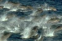 A School of Fraser's Dolphins