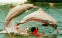 Indo-Pacific Hump-backed Dolphins