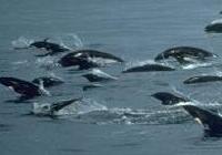 A School of Northern Rightwhale Dolphins