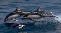 Leaping Pacific White-sided Dolphins