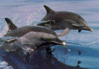 A Couple of Clymene Dolphins