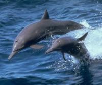 A Couple of Spinner Dolphins
