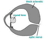 The Cetacean Eye