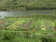 Crops Grown on the River 