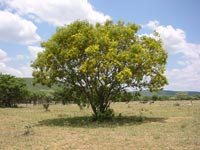 pictures of trees, african wattle tree