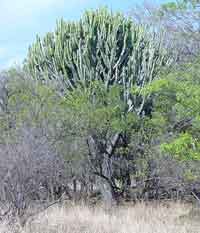 pictures of trees, tree euphorbia