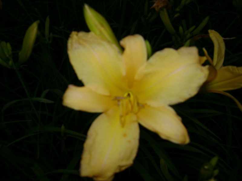 Conference-Lily